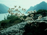 Saxifraga cotyledon