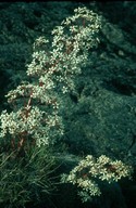 Saxifraga cotyledon