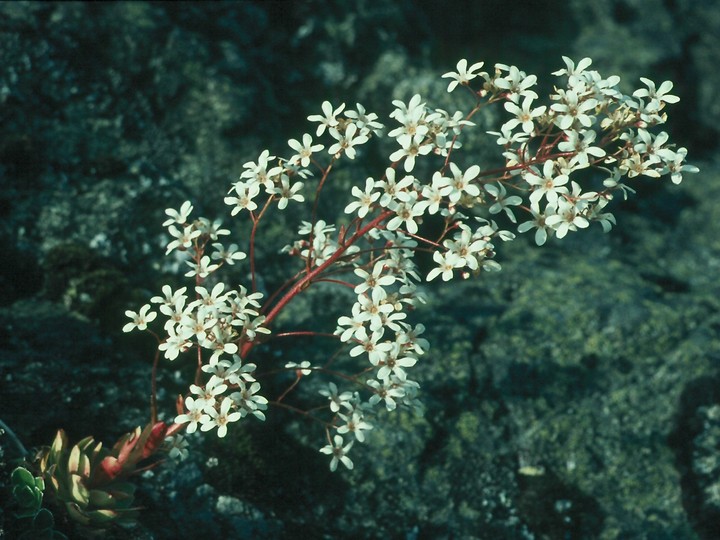 Saxifraga cotyledon