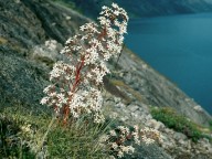 Saxifraga cotyledon