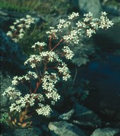 Saxifraga cotyledon