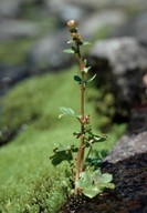 Saxifraga cernua