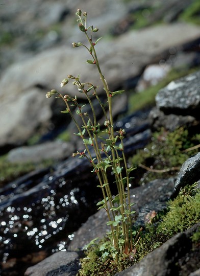 Saxifraga cernua