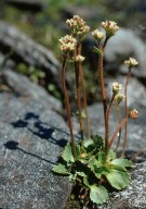 Saxifraga tenuis