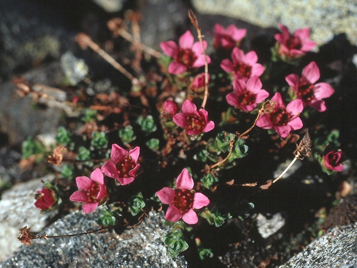 Saxifraga oppositifolia