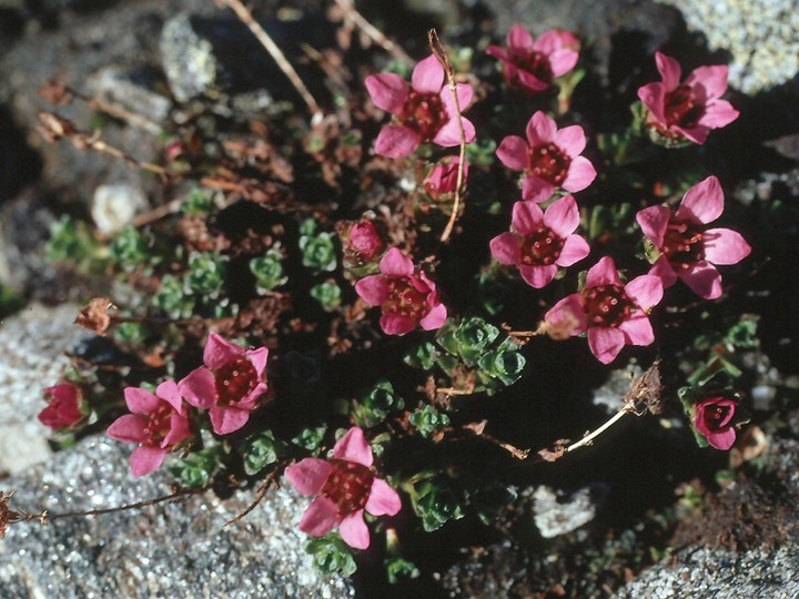 Saxifraga oppositifolia