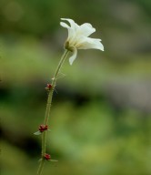 Saxifraga cernua