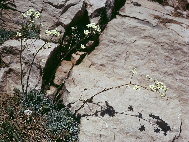 Saxifraga sp.