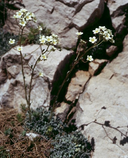 Saxifraga sp.
