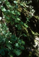 Saxifraga rotundifolia