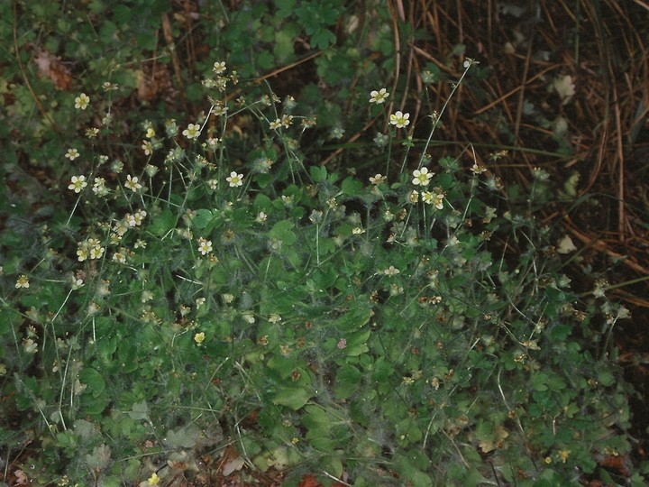 Saxifraga arachnoidea