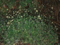 Saxifraga arachnoidea