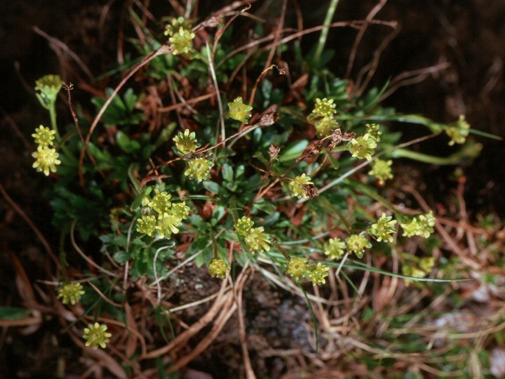 Saxifraga aphylla