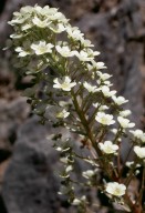 Saxifraga longifolia