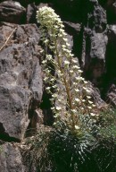 Saxifraga longifolia