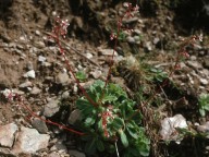 Saxifraga umbrosa