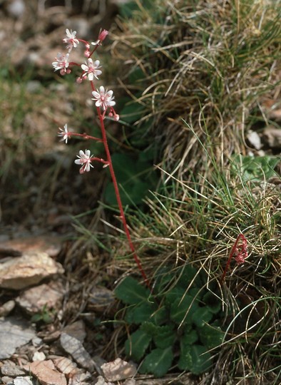 Saxifraga umbrosa