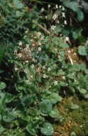 Saxifraga hirsuta