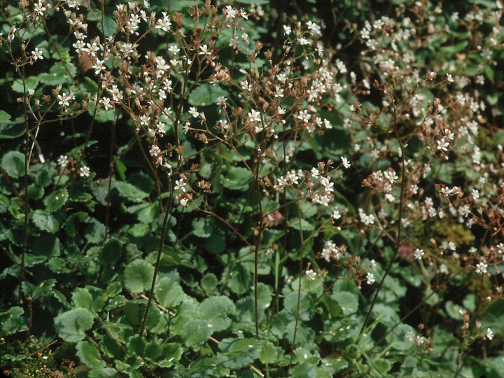 Saxifraga hirsuta