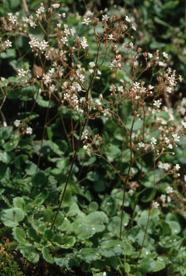 Saxifraga hirsuta