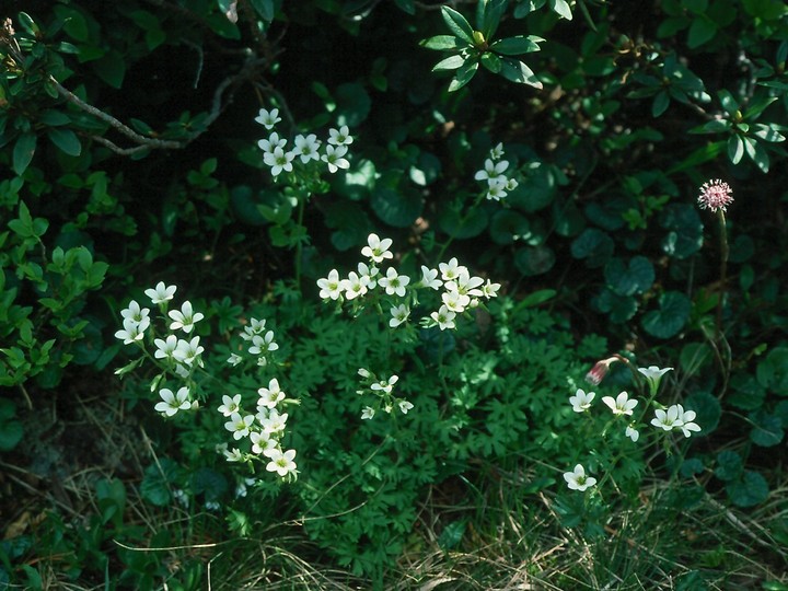 Saxifraga geranioides