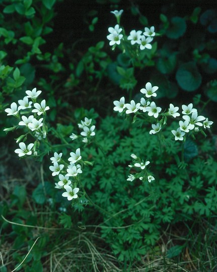 Saxifraga geranioides