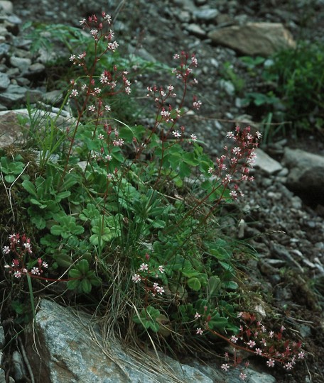 Saxifraga umbrosa