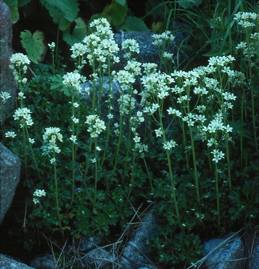 Saxifraga aquatica