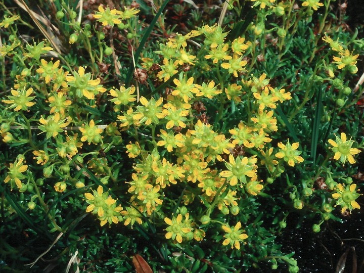 Saxifraga aizoides