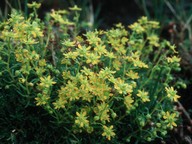 Saxifraga aizoides