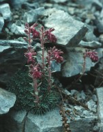 Saxifraga sempervivum