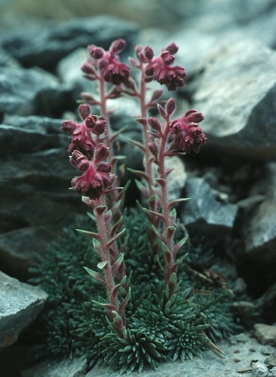 Saxifraga sempervivum