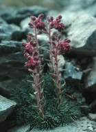 Saxifraga sempervivum