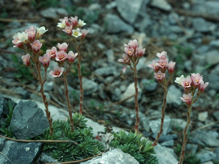 Saxifraga scardica