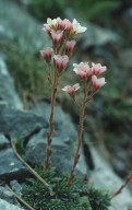 Saxifraga scardica