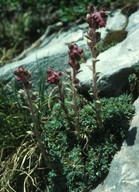 Saxifraga sempervivum