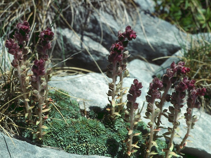 Saxifraga sempervivum