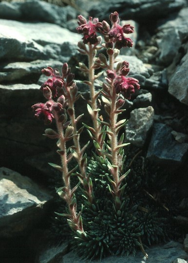 Saxifraga sempervivum