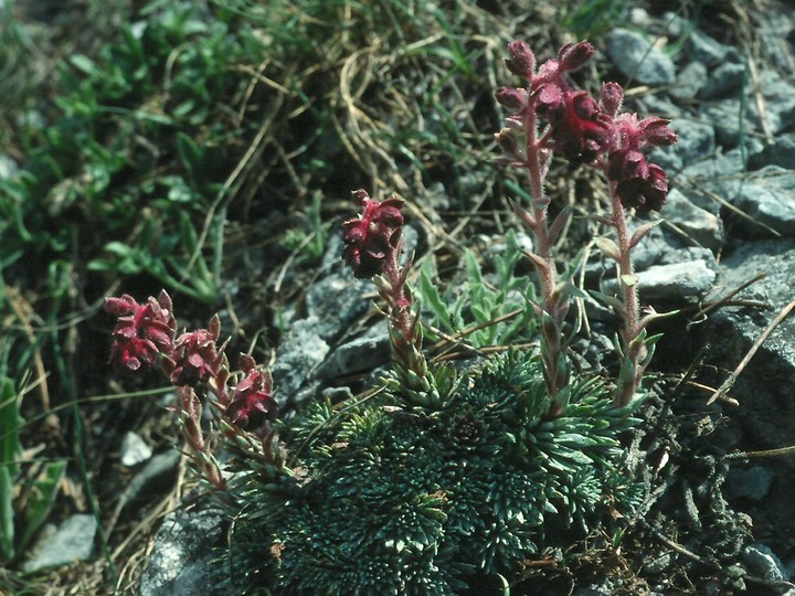 Saxifraga sempervivum