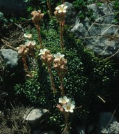 Saxifraga scardica