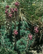 Saxifraga sempervivum