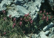 Saxifraga sempervivum