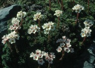 Saxifraga scardica