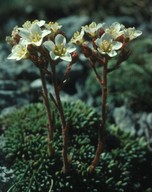 Saxifraga scardica