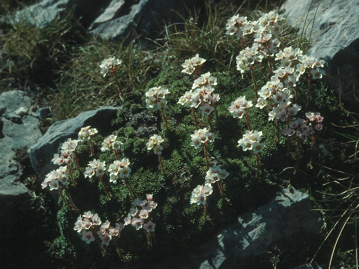 Saxifraga scardica