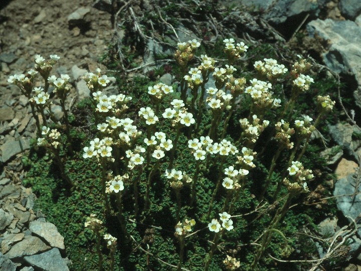 Saxifraga spruneri