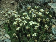 Saxifraga spruneri