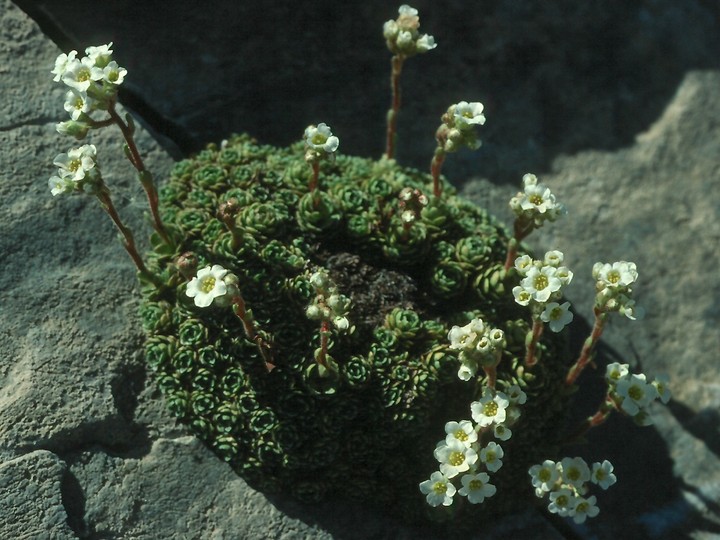 Saxifraga spruneri