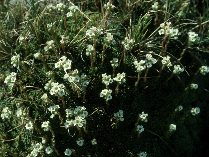 Saxifraga spruneri