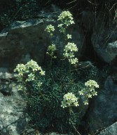 Saxifraga paniculata